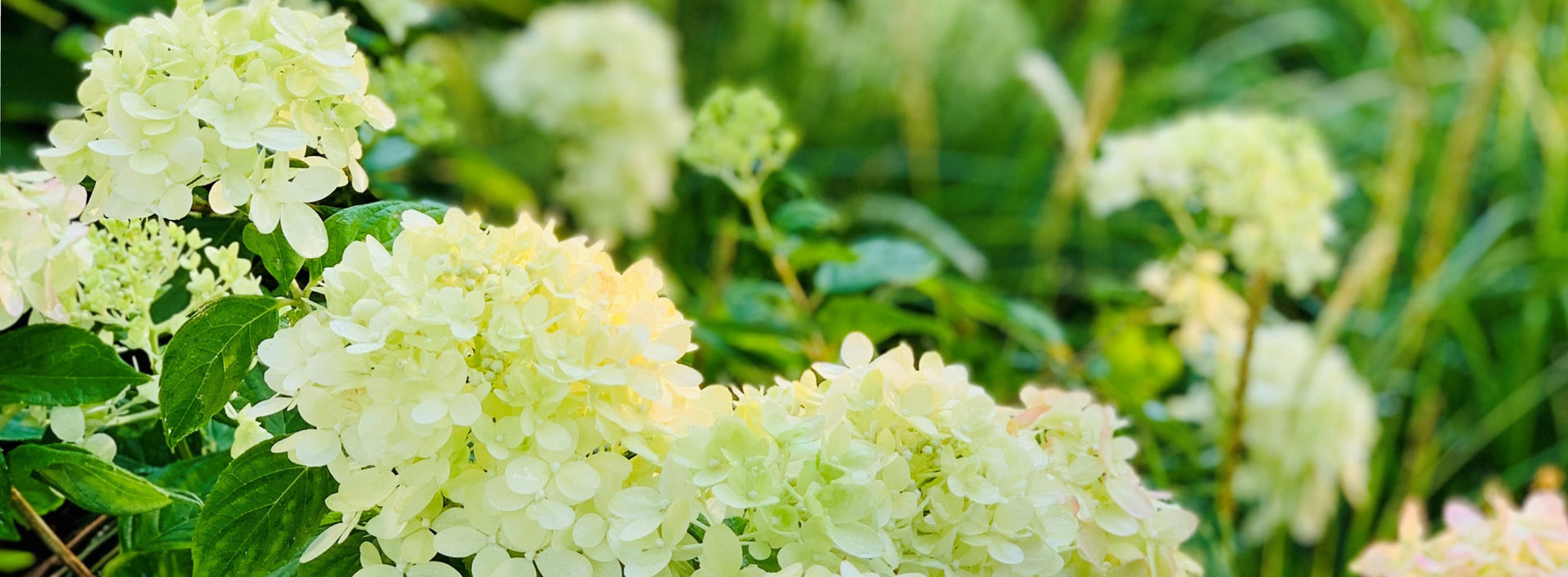 Chalet Landscape Service Guide