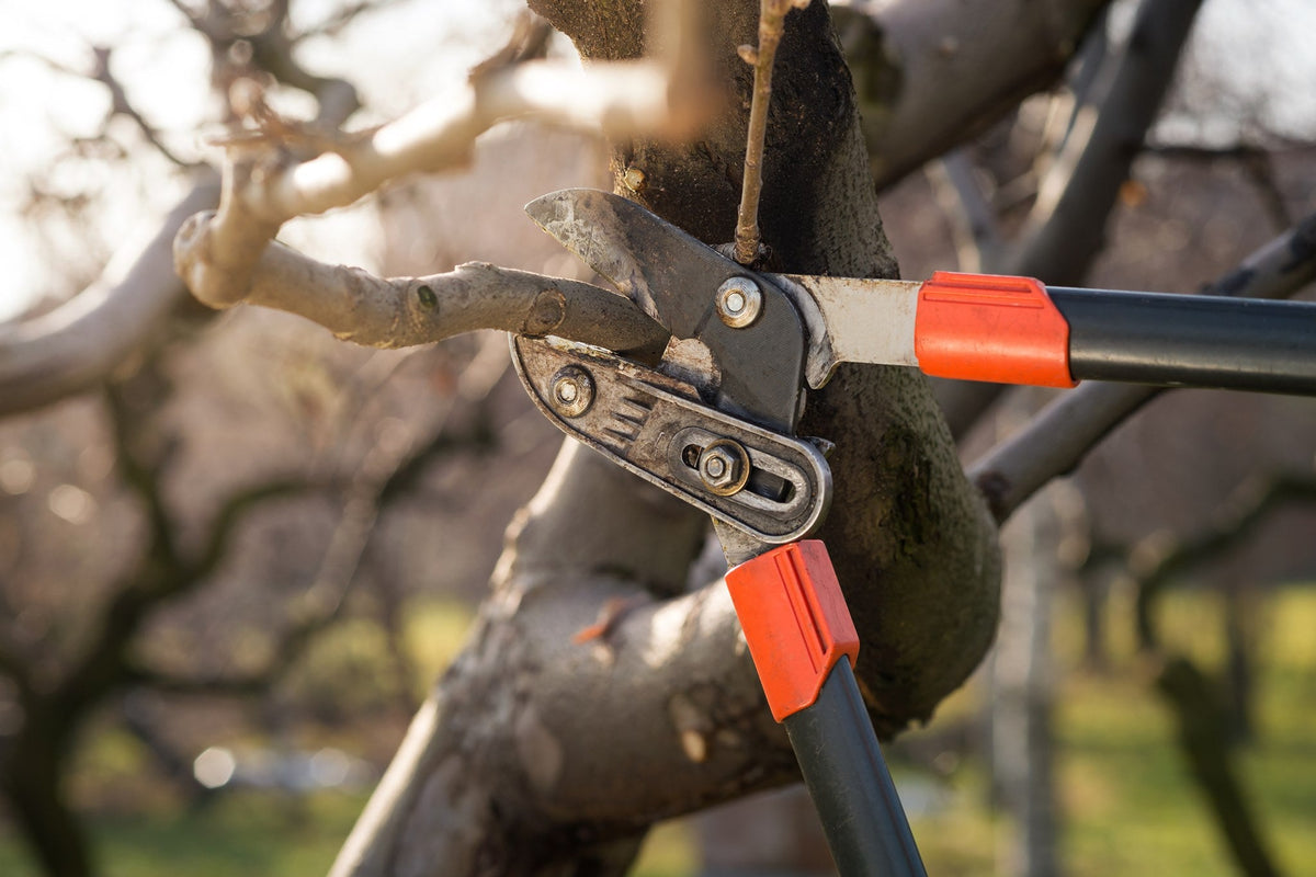 winter pruning home garden tree branch