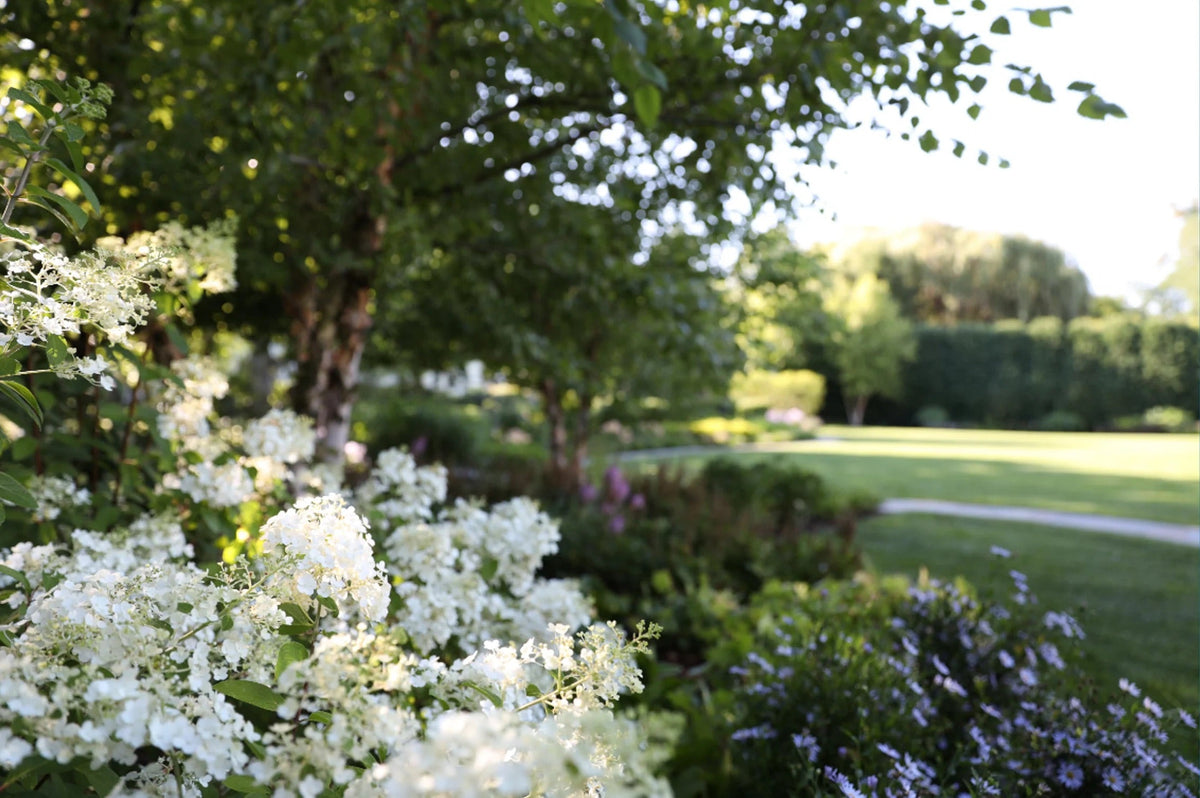 hydrangeas landscape design
