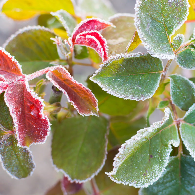 Landscape | A La Carte Services