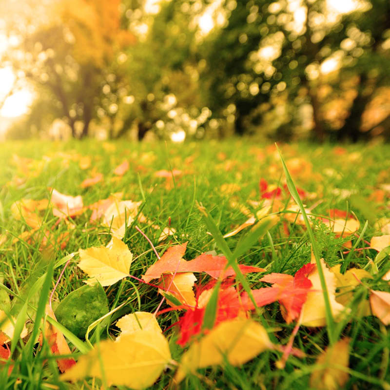Special Offer - Fall Clean-ups + Winter Pruning