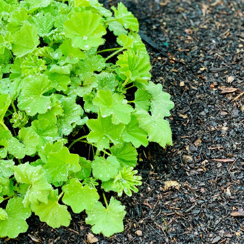 Landscape | A La Carte Services