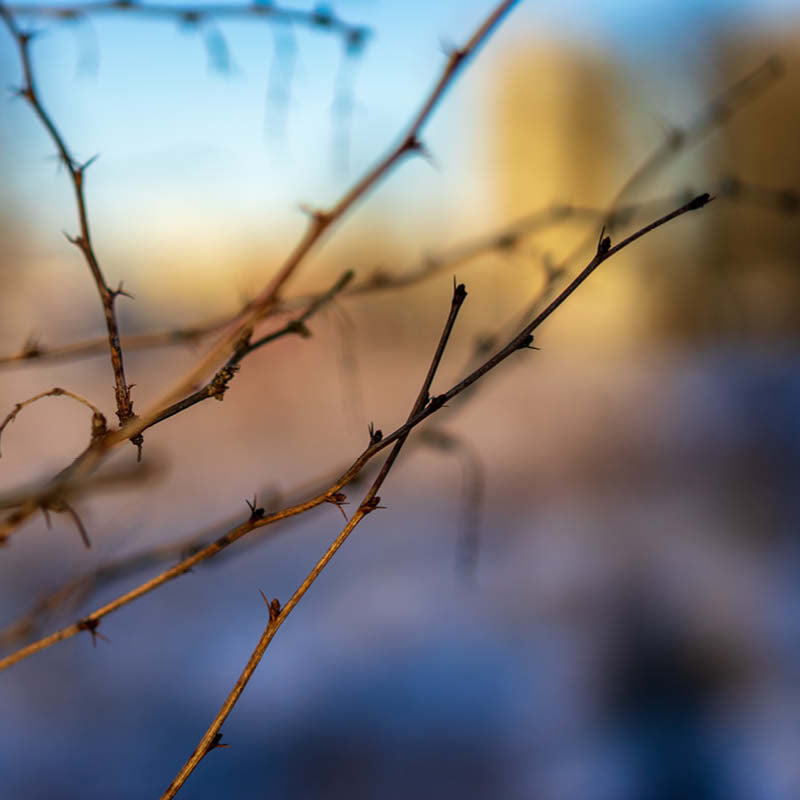 Special Offer - Fall Clean-ups + Winter Pruning