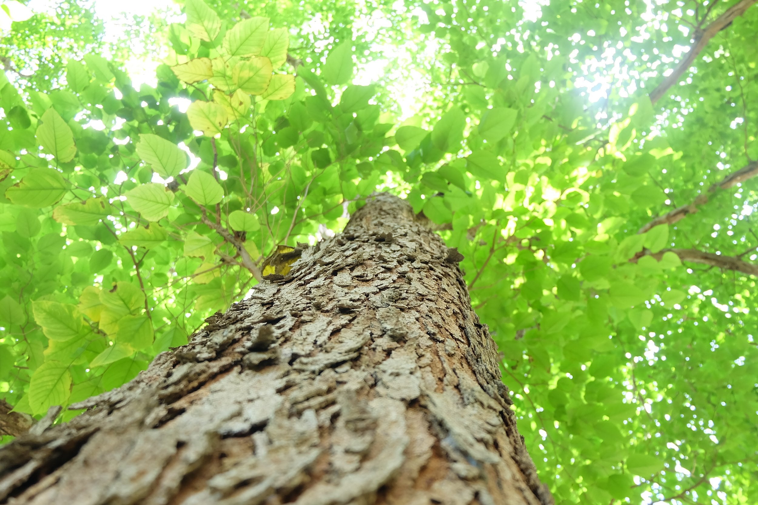 Landscape Management